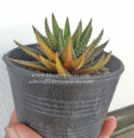 Haworthia ATTENUATA FORMA VARIEGATED COMPACT - Image 2