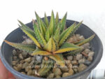 Haworthia ATTENUATA FORMA VARIEGATED COMPACT - Image 7