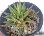 Haworthia ATTENUATA FORMA VARIEGATED COMPACT - Image 6