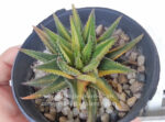 Haworthia ATTENUATA FORMA VARIEGATED COMPACT