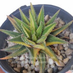 Haworthia ATTENUATA FORMA VARIEGATED COMPACT