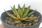 Haworthia ATTENUATA FORMA VARIEGATED COMPACT - Image 4