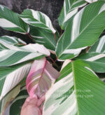 Calathea Lutea Pink Leaf Variegated - Image 4
