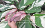 Calathea Lutea Pink Leaf Variegated - Image 2