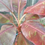 Musa Banana " Siam Ruby "