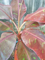 Musa Banana " Siam Ruby "