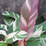 Calathea Lutea Pink Leaf Variegated