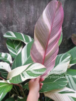 Calathea Lutea Pink Leaf Variegated