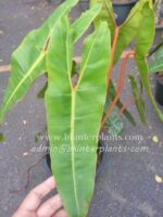Philodendron Billietiae Orange Stalk Size L - Image 2
