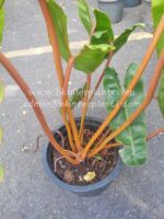 Philodendron Billietiae Orange Stalk Size L