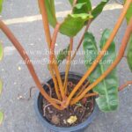 Philodendron Billietiae Orange Stalk Size S