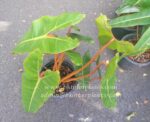 Philodendron Billietiae Orange Stalk Size L - Image 3