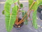 Philodendron Billietiae Orange Stalk Size L - Image 4