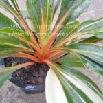 Chlorophytum amaniense Variegated