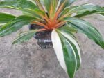Chlorophytum amaniense Variegated - Image 2