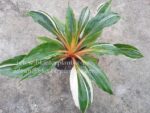 Chlorophytum amaniense Variegated - Image 3