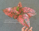 AGLAONEMA " Diamon Bangle "