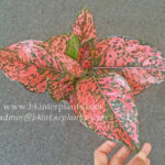 AGLAONEMA " Diamon Bangle "