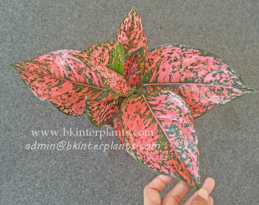 20160120_133129.jpg AGLAONEMA " Diamon Bangle " - Image 1