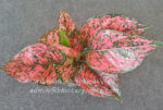 AGLAONEMA " Diamon Bangle " - Image 2