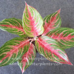 AGLAONEMA " Mahanakorn "