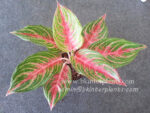AGLAONEMA " Mahanakorn " - Image 2