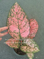 AGLAONEMA " King of Coin " - Image 4