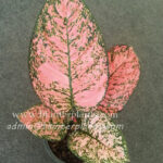 AGLAONEMA " King of Coin "