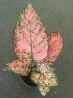AGLAONEMA " King of Coin "