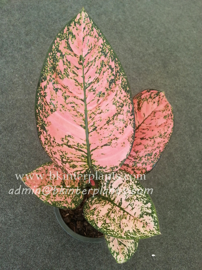 20160120_133401.jpg AGLAONEMA " King of Coin " - Image 1