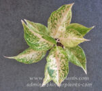 AGLAONEMA " Daimond " - Image 2