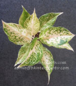 AGLAONEMA " Daimond " - Image 3