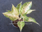 AGLAONEMA " Daimond "