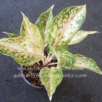 AGLAONEMA " Daimond "