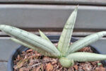 Sansevieria " Silver Bolls "