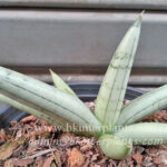 Sansevieria " Silver Bolls "