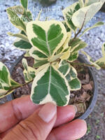 Sweetheart Tree Variegated - Image 2