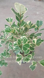 Sweetheart Tree Variegated - Image 4