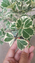 Sweetheart Tree Variegated - Image 3