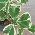 Sweetheart Tree Variegated