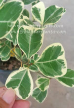 Sweetheart Tree Variegated