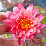 Lotus Variegated Hybrid