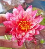 Lotus Variegated Hybrid