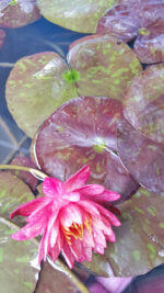 Lotus Variegated Hybrid - Image 5