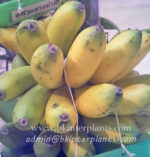 Musa " Kluai Golden Honey "