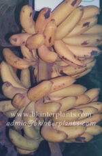 Musa " Kluai Hom Champa "