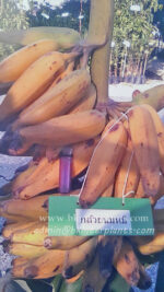 Musa " Kluai Nom Mi "