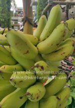 Musa " Kluai Khai Pra Tabong " - Image 3