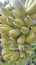 Musa " Kluai Khai Pra Tabong " - Image 2