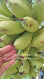 Musa " Kluai Khai Pra Tabong "